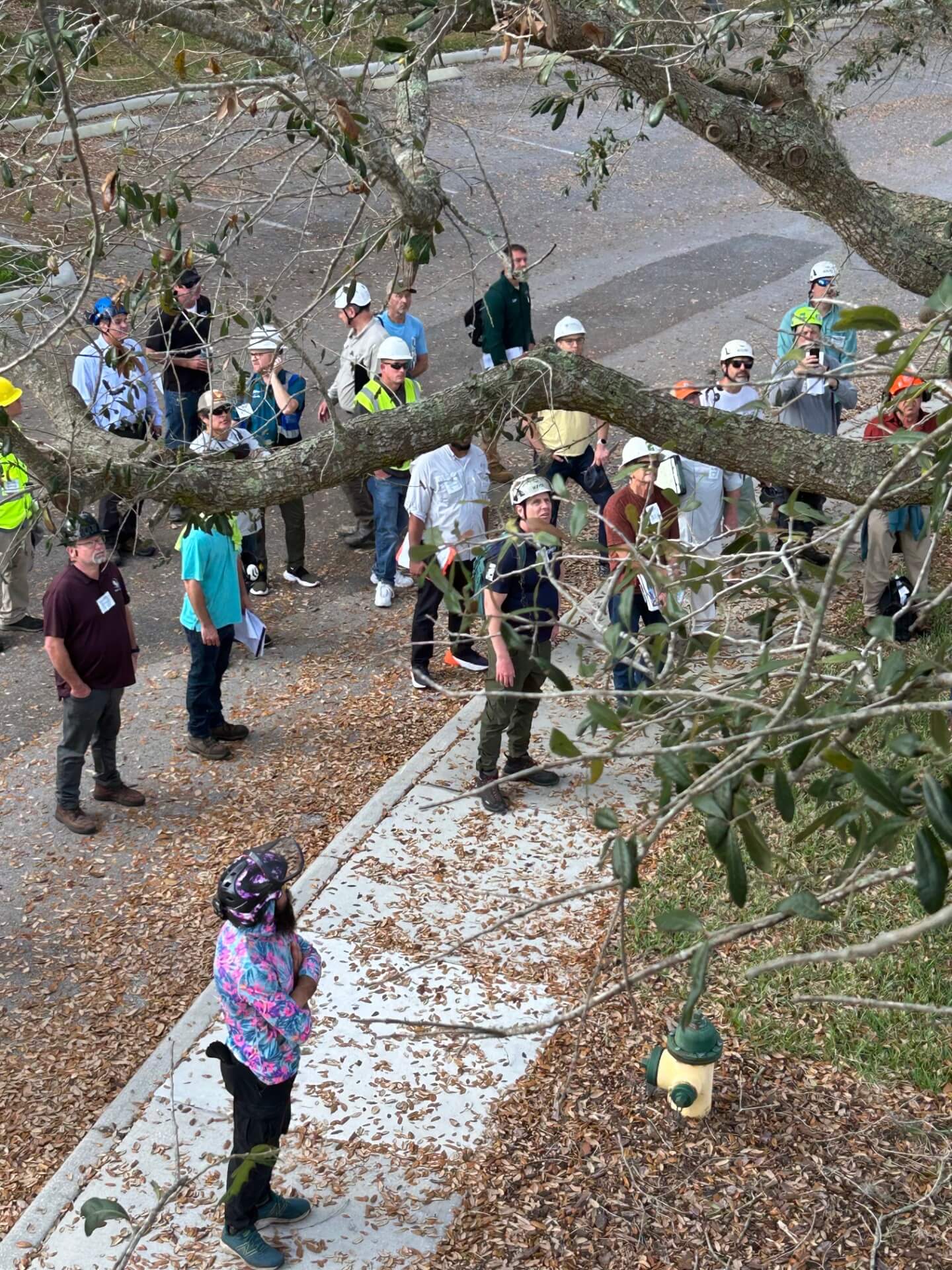 Home - Florida Chapter International Society of Arboriculture