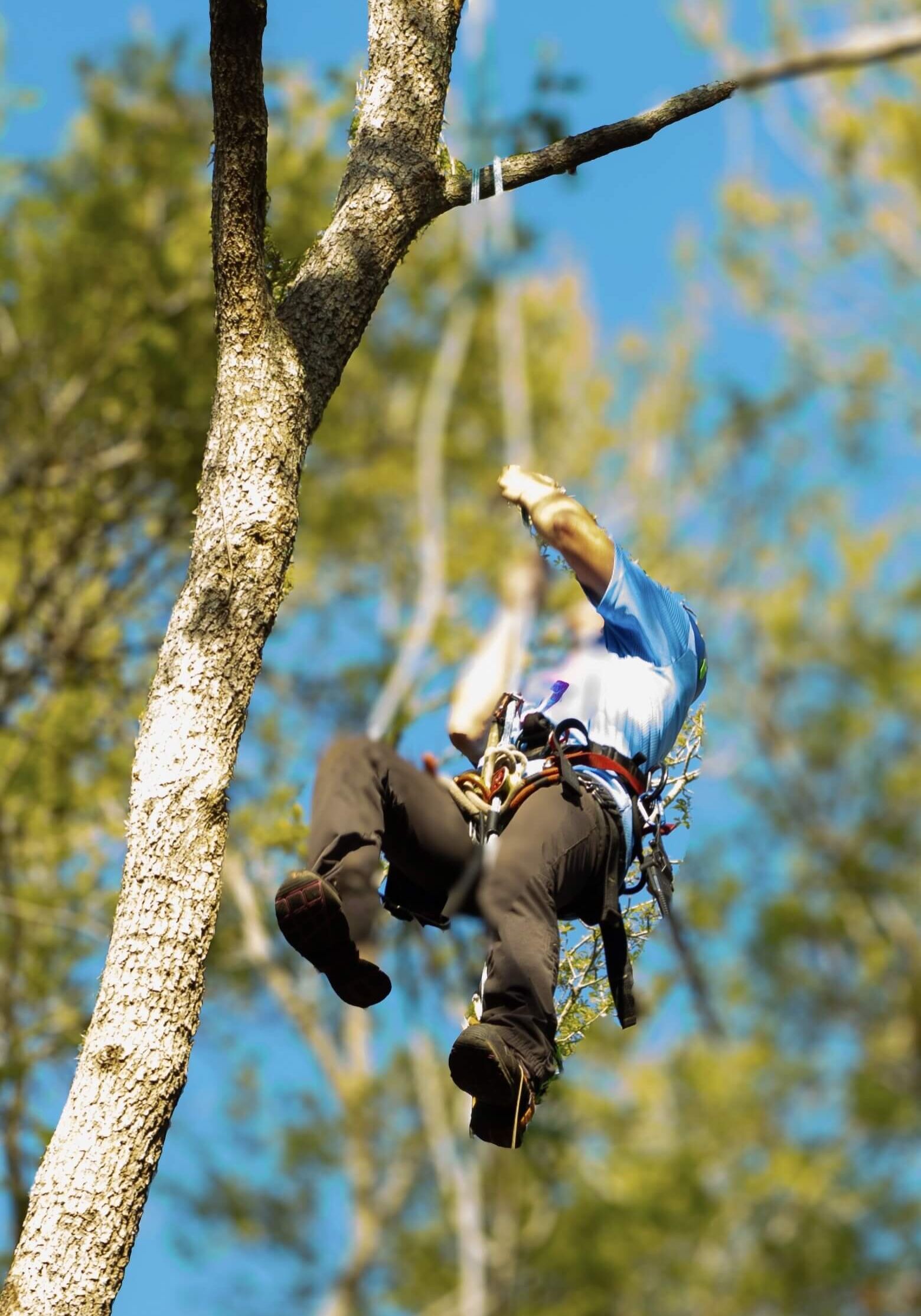 woman in tree